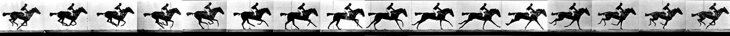 Horse line